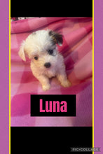 SOLD-Click On Picture For More Info- Deposit for Luna