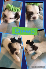Click On Picture For More Info- Deposit for Chewie