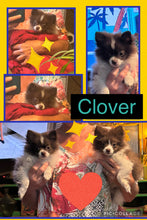 SOLD- Click On Picture For More Info- Deposit for Clover