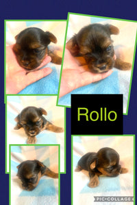 SOLD- Click On Picture For More Info- Deposit for Rollo