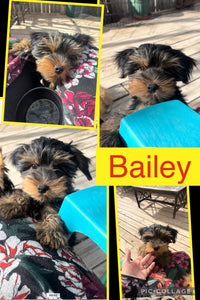 SOLD- Click On Picture For More Info- Deposit for Bailey