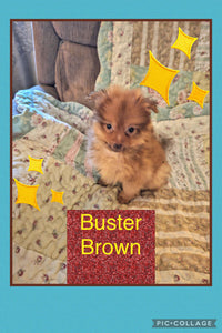 SOLD- Click On Picture For More Info- Deposit for Buster Brown