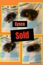 SOLD- Click On Picture For More Info- Deposit for Cysco
