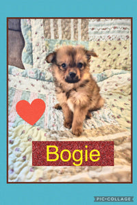 SOLD- Click On Picture For More Info- Deposit for Bogie
