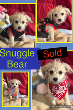 SOLD- Click On Picture For More Info- Deposit for Snuggle Bear