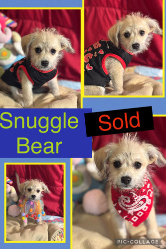 SOLD- Click On Picture For More Info- Deposit for Snuggle Bear