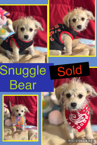 SOLD- Click On Picture For More Info- Deposit for Snuggle Bear