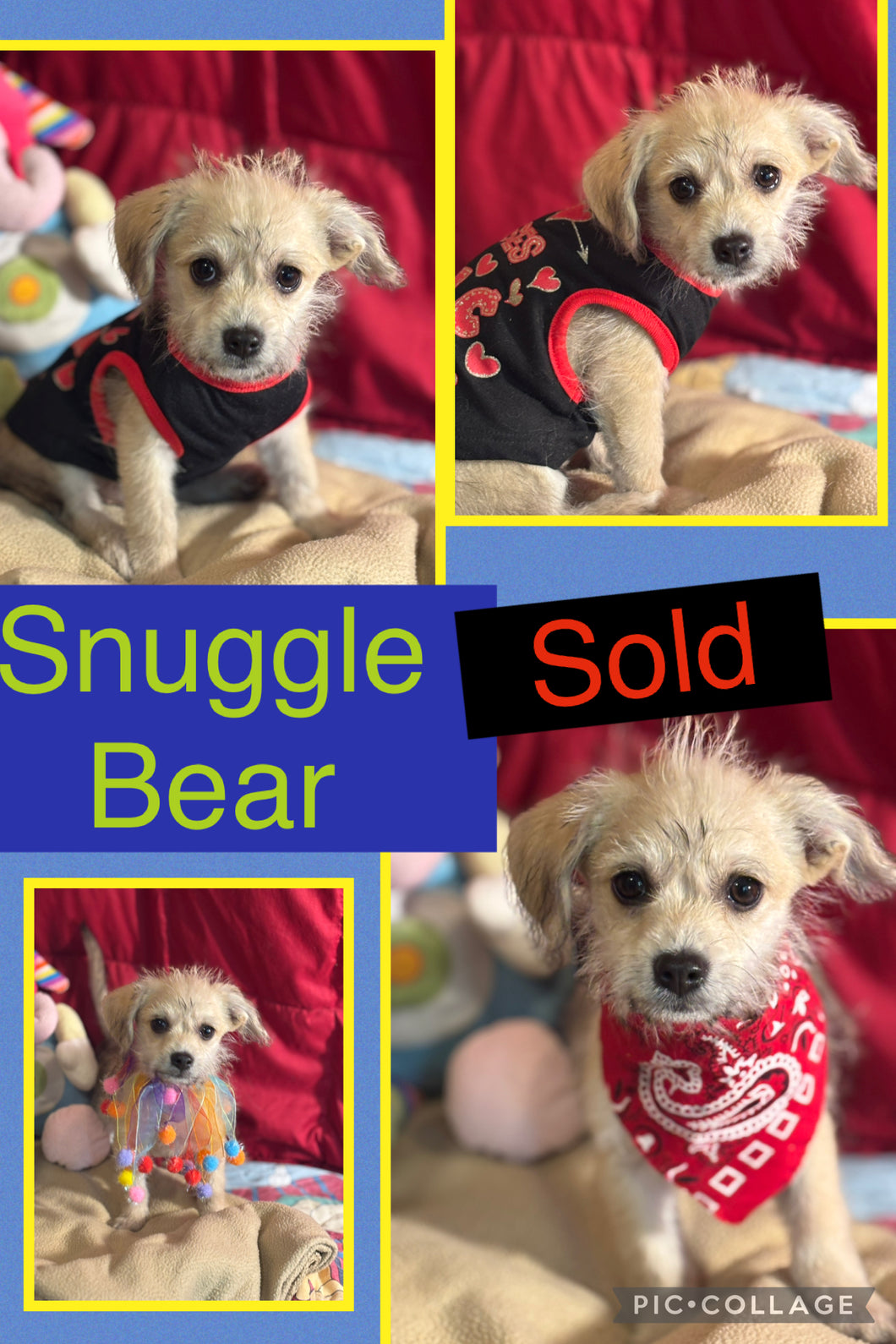 SOLD- Click On Picture For More Info- Deposit for Snuggle Bear