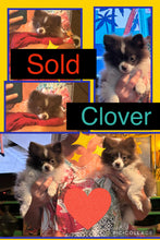 SOLD- Click On Picture For More Info- Deposit for Clover