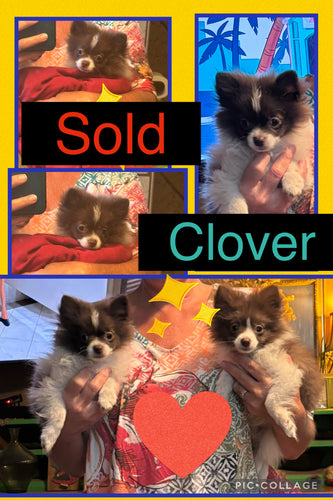 SOLD- Click On Picture For More Info- Deposit for Clover