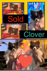 SOLD- Click On Picture For More Info- Deposit for Clover