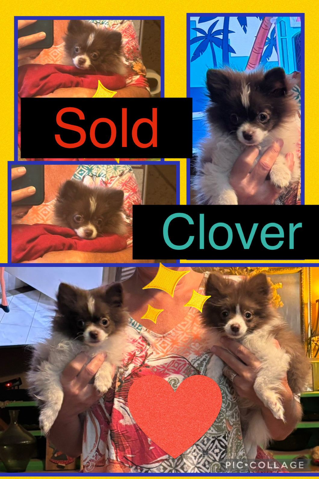 SOLD- Click On Picture For More Info- Deposit for Clover