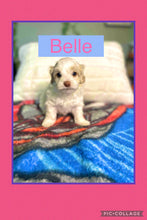 SOLD- Click On Picture For More Info- Deposit for Belle