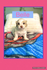 SOLD- Click On Picture For More Info- Deposit for Belle