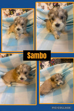 Click On Picture For More Info- Deposit for Sambo
