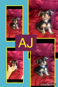 Click On Picture For More Info- Deposit for AJ
