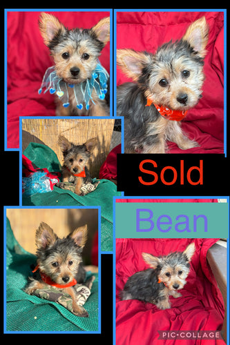 SOLD- Click On Picture For More Info- Deposit for Bean