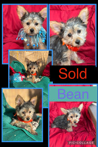 SOLD- Click On Picture For More Info- Deposit for Bean