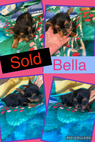 SOLD- Click On Picture For More Info- Deposit for Bella