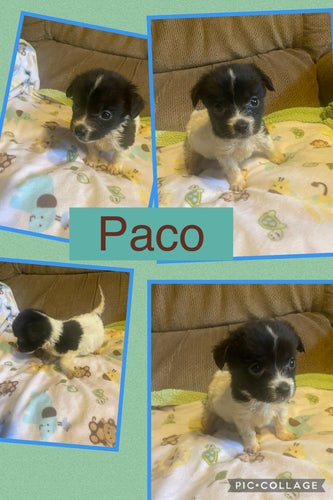 Click On Picture For More Info- Deposit for Paco