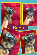 SOLD- Click On Picture For More Info- Deposit for Bebe