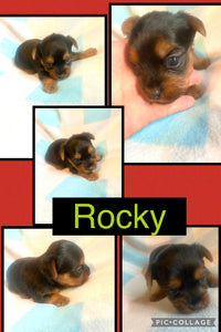Click On Picture For More Info- Deposit for Rocky