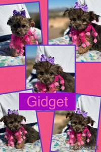 SOLD- Click On Picture For More Info- Deposit for Gidget