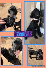 Click On Picture For More Info- Deposit for Zephyr
