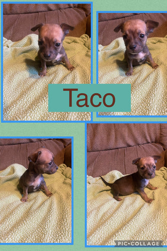 Click On Picture For More Info- Deposit for Taco