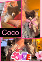 SOLD- Click On Picture For More Info- Deposit for CoCo