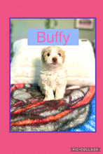 SOLD- Click On Picture For More Info- Deposit for Buffy