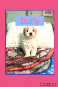 SOLD- Click On Picture For More Info- Deposit for Buffy