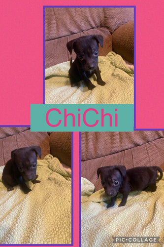 Click On Picture For More Info- Deposit for ChiChi