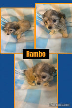 Click On Picture For More Info- Deposit for Rambo
