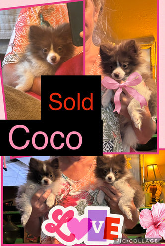 SOLD- Click On Picture For More Info- Deposit for CoCo