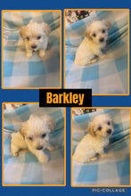 Click On Picture For More Info- Deposit for Barkley