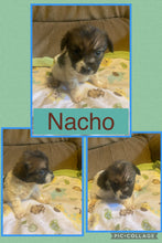 SOLD- Click On Picture For More Info- Deposit for Nacho