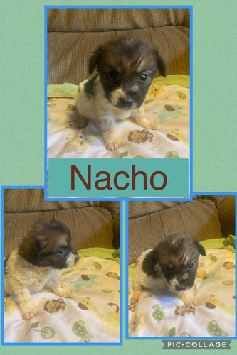 Click On Picture For More Info- Deposit for Nacho