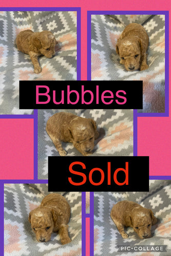 SOLD- Click On Picture For More Info- Deposit for Bubbles