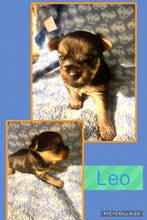 Click On Picture For More Info- Deposit for Leo