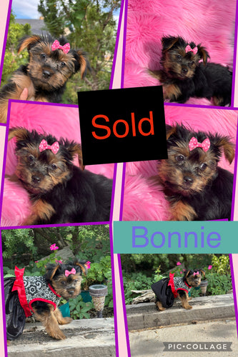 SOLD- Click On Picture For More Info- Deposit for Bonnie