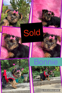 SOLD- Click On Picture For More Info- Deposit for Bonnie