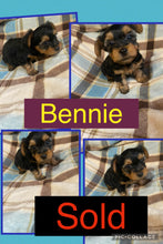 SOLD- Click On Picture For More Info- Deposit for Bennie