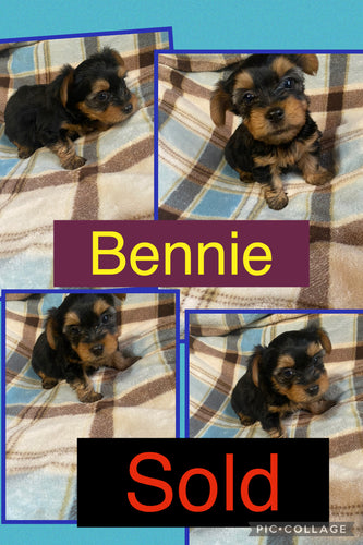 SOLD- Click On Picture For More Info- Deposit for Bennie