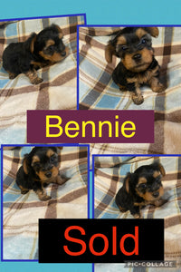 SOLD- Click On Picture For More Info- Deposit for Bennie