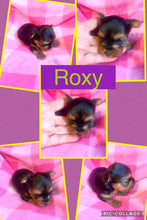 SOLD- Click On Picture For More Info- Deposit for Roxy