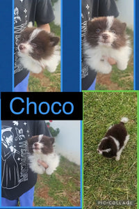 Click On Picture For More Info- Deposit for Choco