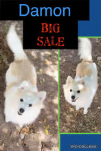 SOLD- BIG SALE- Click On Picture For More Info- Deposit for Damon