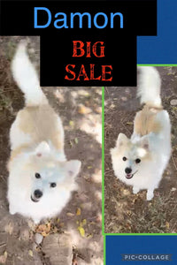 SOLD- BIG SALE- Click On Picture For More Info- Deposit for Damon