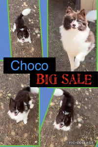 SOLD- BIG SALE- Click On Picture For More Info- Deposit for Choco